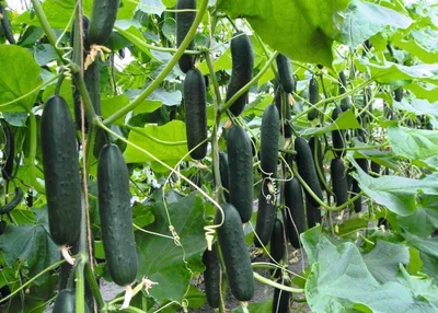 1 Plantines Pepino Normal Ensalada