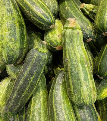 1 Plantin Zapallo-Italiano