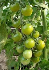 1 Plantin Tomate Cherry Especial de herencia Green-Doctor
