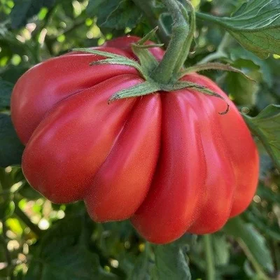 1 Plantin Especial de herencia Tomate Zapoteca