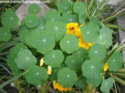 2 Plantines Capuchina - Espuela de Galán (Control Biológico)(Comestible)
