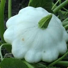1 Plantin Zapallo Especial Peter-Pan Flor