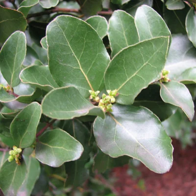 1 Gran Plantin Nativo Peumo