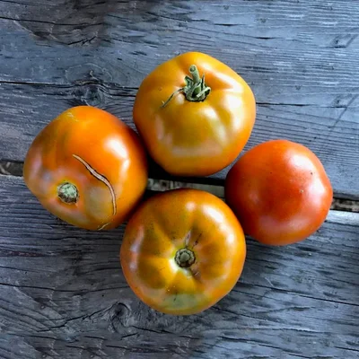 1 Plantin Tomate Especial de herencia Terracota