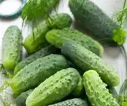 1 Plantin Pepinillo enano pickles