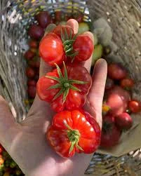 1 Plantin Especial de herencia Tomate Cherry Buchen
