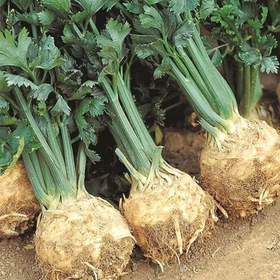 2 Plantines Especial Apio tipo Papa