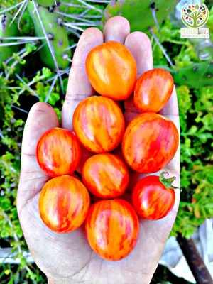 1 Plantin Tomate Cherry Especial de herencia Sunrise-bumblee-bee