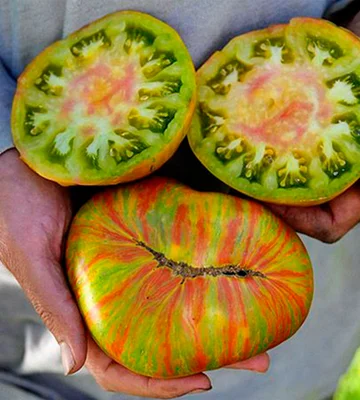 1 Plantin Tomate Especial de herencia Green Giant