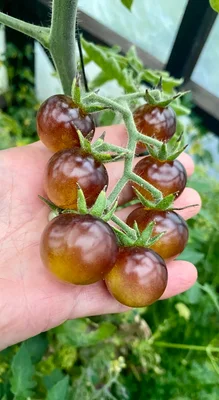 1 Plantin Especial De Herencia Tomate Cherry Indigo Gold