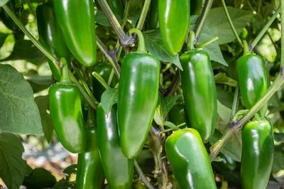 2 Plantin Aji Jalapeño