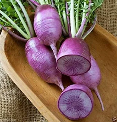 7 Plantines Rabanitos Morados