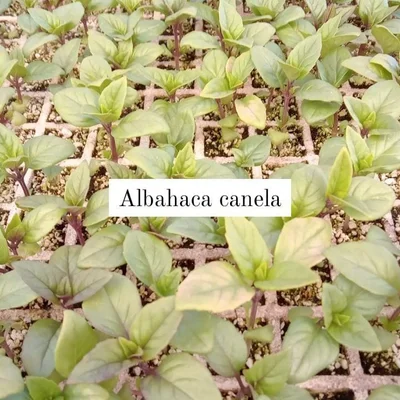 3 Plantines Albahaca Canela Exótica