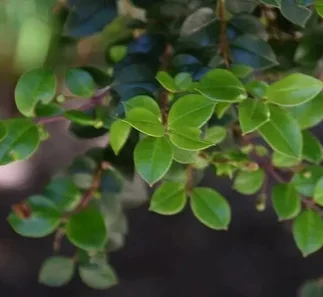 1 Gran Plantin Nativo Arrayan