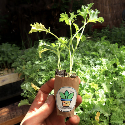 7 Plantines Kale-mix SuperAlimento