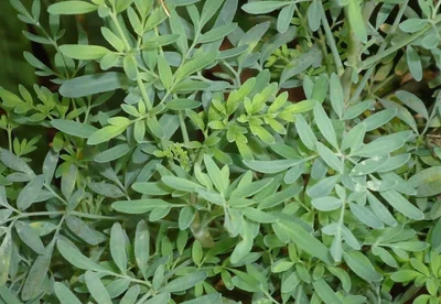 2 Plantines Ruda