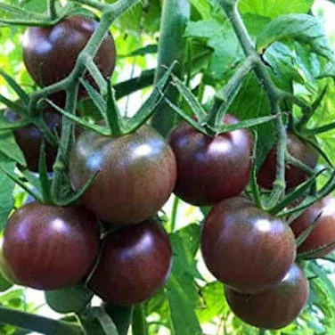 1 Plantin Especial De Herencia Tomate Cherry Arandano