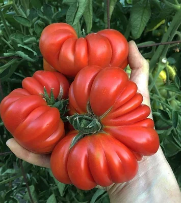 1 Plantin Especial De Herencia Tomate Costoluto-Genoves
