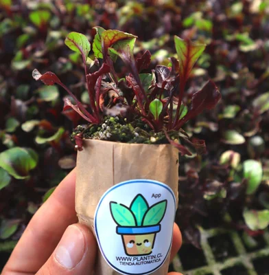 10 Plantines Betarraga