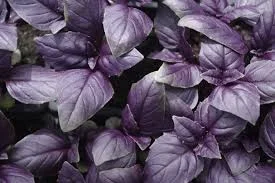 4 Plantines Albahaca Morada / sagrada