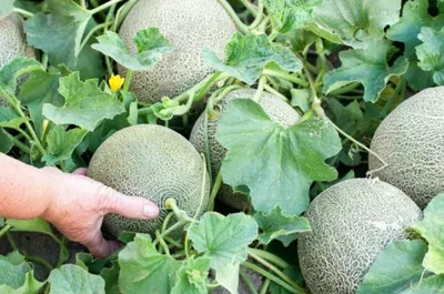 1 Plantin Melón