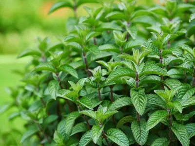 4 Plantines Menta
