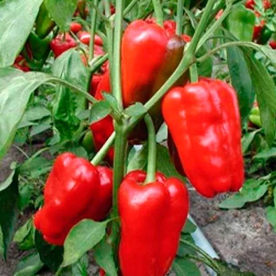 2 Plantines Pimentón Rojo