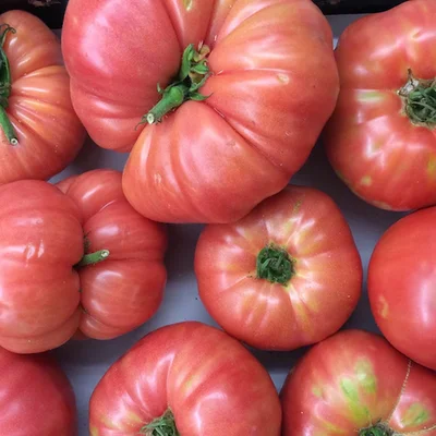 1 Plantines Tomate Rosado Limachino