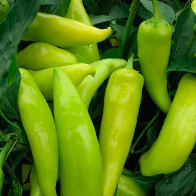 2 Plantines Aji Hungaro Hot Wax