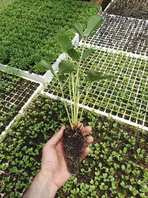 1 Gran Plantin Frutillas (Camarosa Roja Grande)