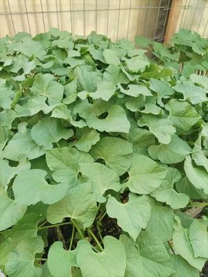 4 Plantines Poroto Granado