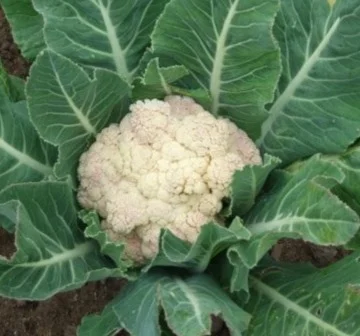 3 Plantines Coliflor