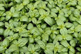 4 Plantines Albahaca