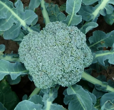 3 Plantin Brocoli