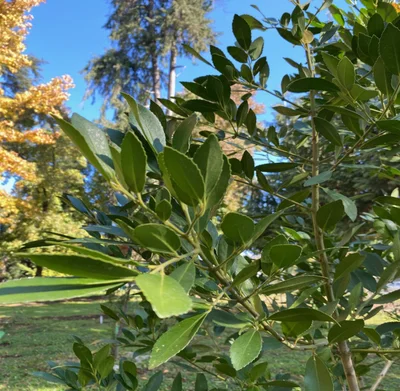 1 Gran Plantin Nativo Laurel