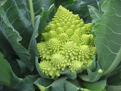 3 Plantines Coliflor especial Romanesco