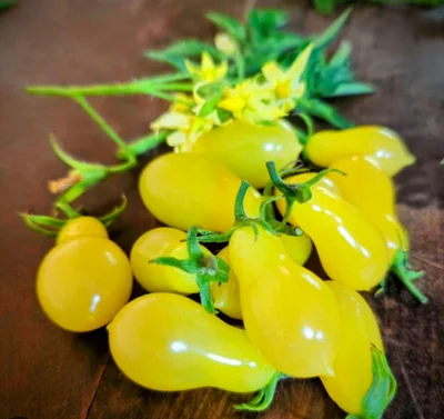 1 Plantin Tomate Especial de herencia Ivory Tracks