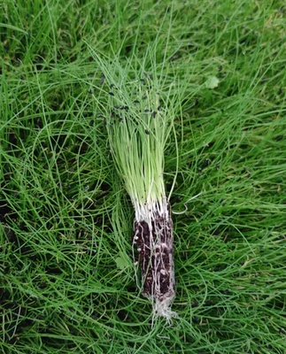 5 Plantines Ciboulette