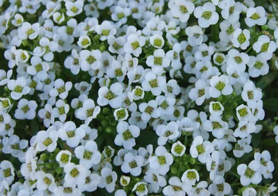 2 Plantines Alyssum Control-Biológico