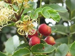 1 Plantin Nativo Avellano