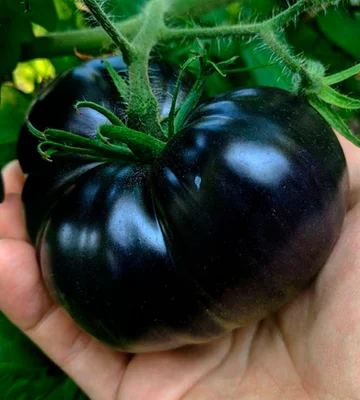 1 Plantin Tomate Especial de herencia BlackBeauty