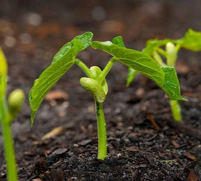 12 Plantines Poroto Verde