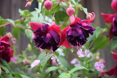 2 Plantin Fucsia
