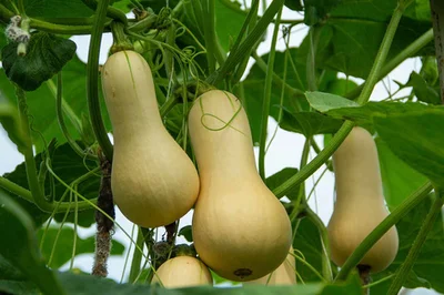 1 Plantin Especial Zapallo Butternut