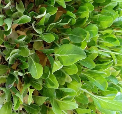 3 Plantines Acelga