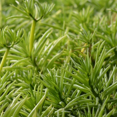 1 Plantin de Peperomia Nevada (interior)