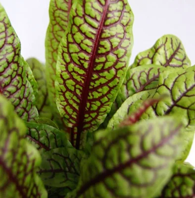 2 Plantines Rumex