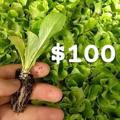 10 Plantines independientes de Lechuga Mix
