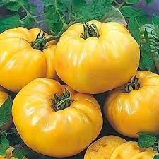1 Plantin Tomate Amarillo YellowGazzy