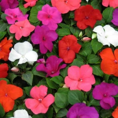 1 Plantin Alegria del Hogar (sombra)
